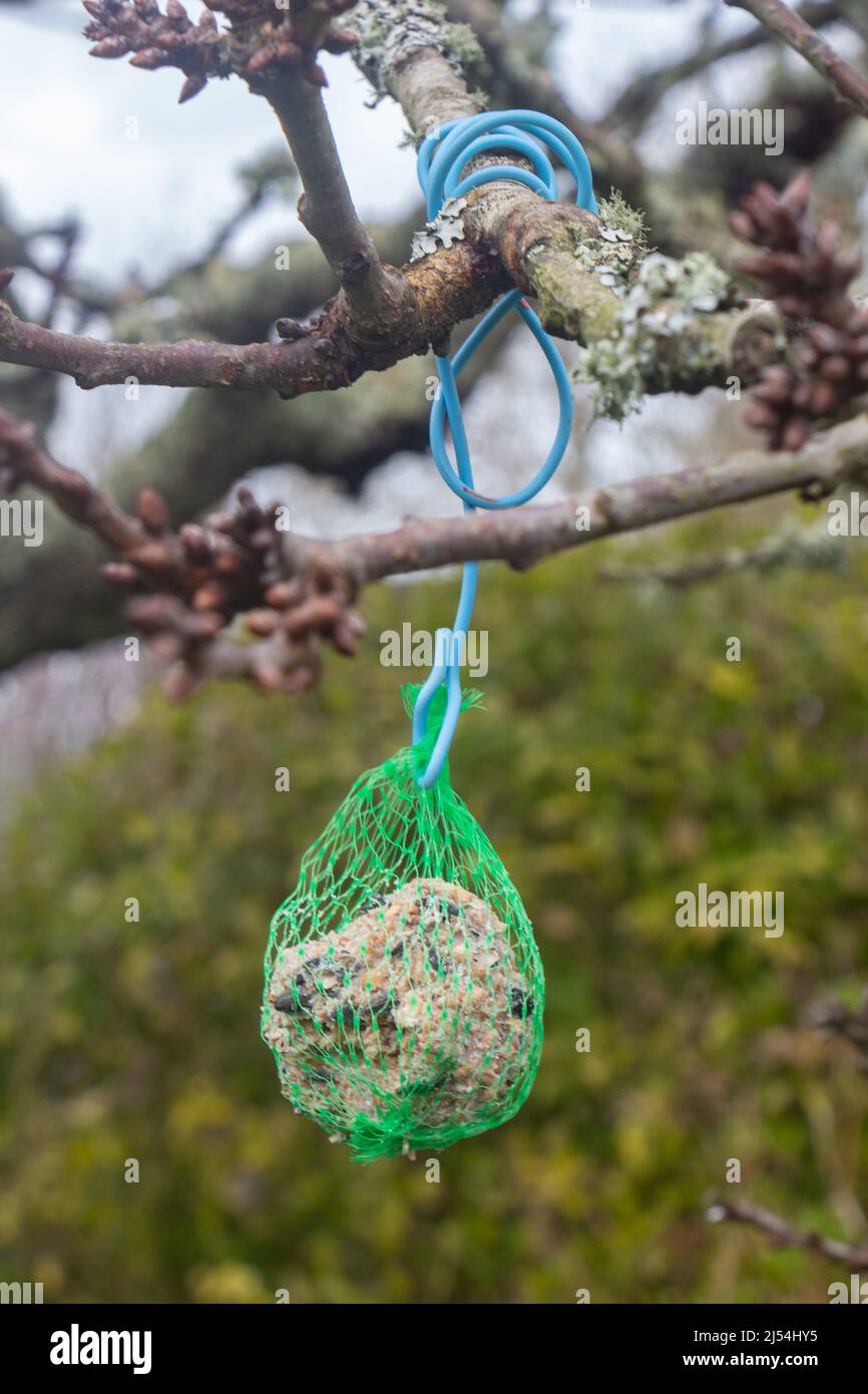Palla grassa per uccello legato ad un ramo di albero Foto Stock
