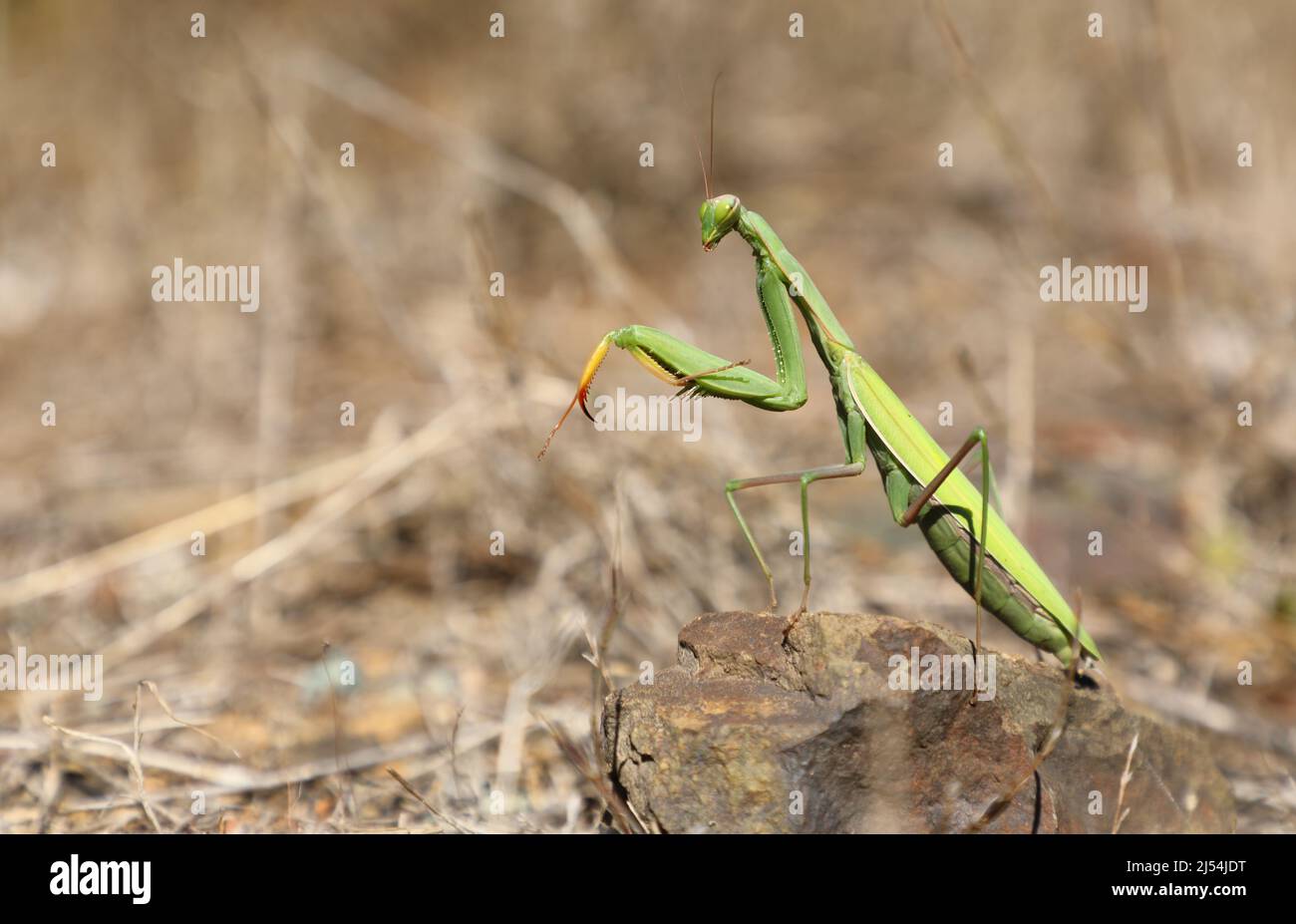 Mantis verde su pietra marrone dell'isola d'Elba, Toscana, Italia Foto Stock