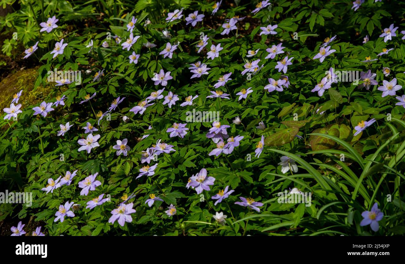 Anemone nemorosa Robinsoniana in fiore. Foto Stock