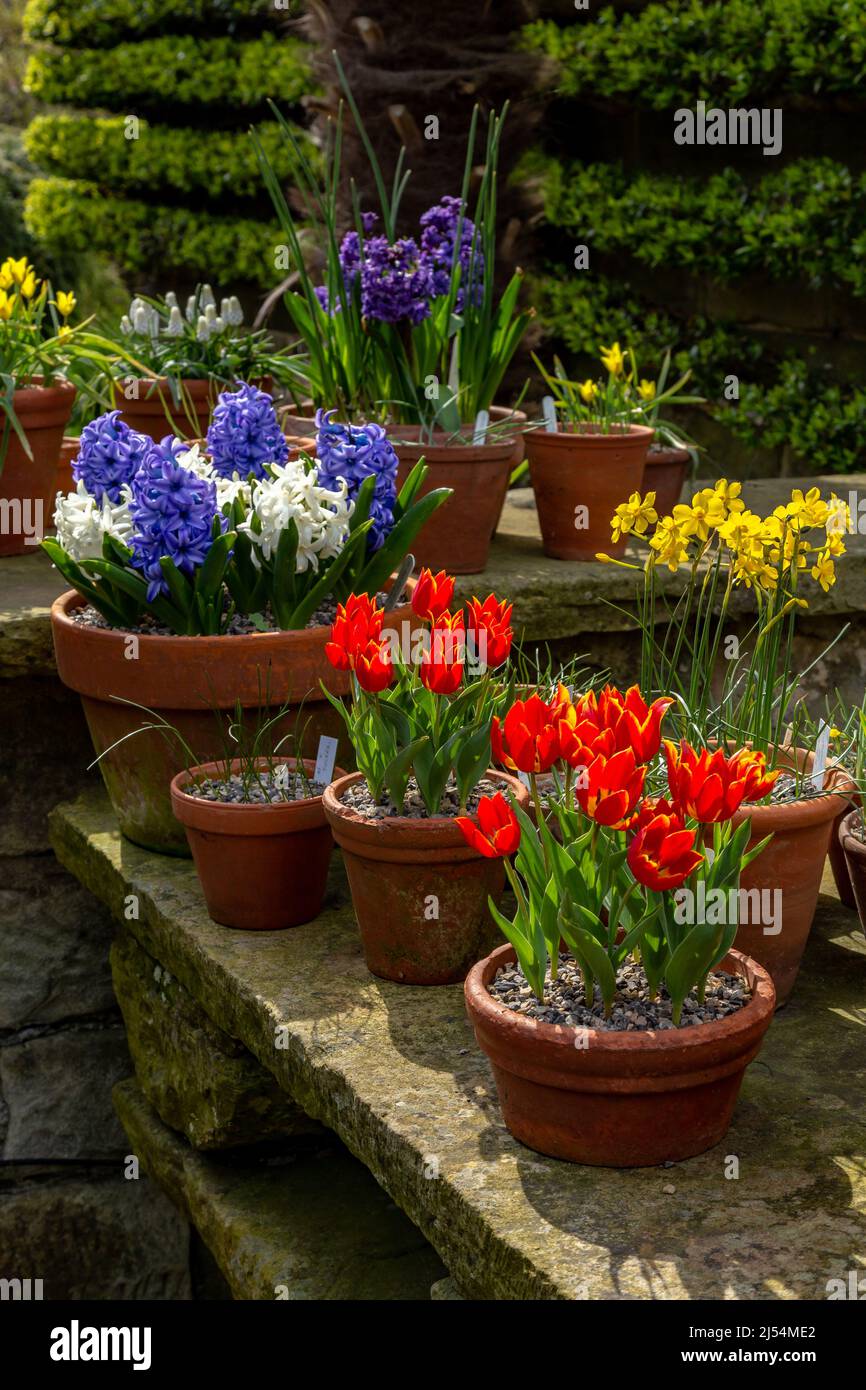 Pentole di bulbi primavera in fiore. Tulipani, narcisi e giacinti. Foto Stock