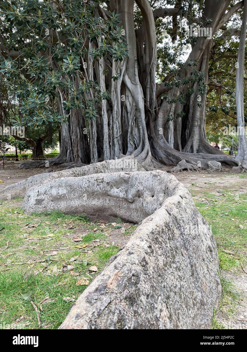 Ficus macrophylla nel Giardino Garibaldi in Piazza Marina a Palermo, Sicilia, Italia Foto Stock