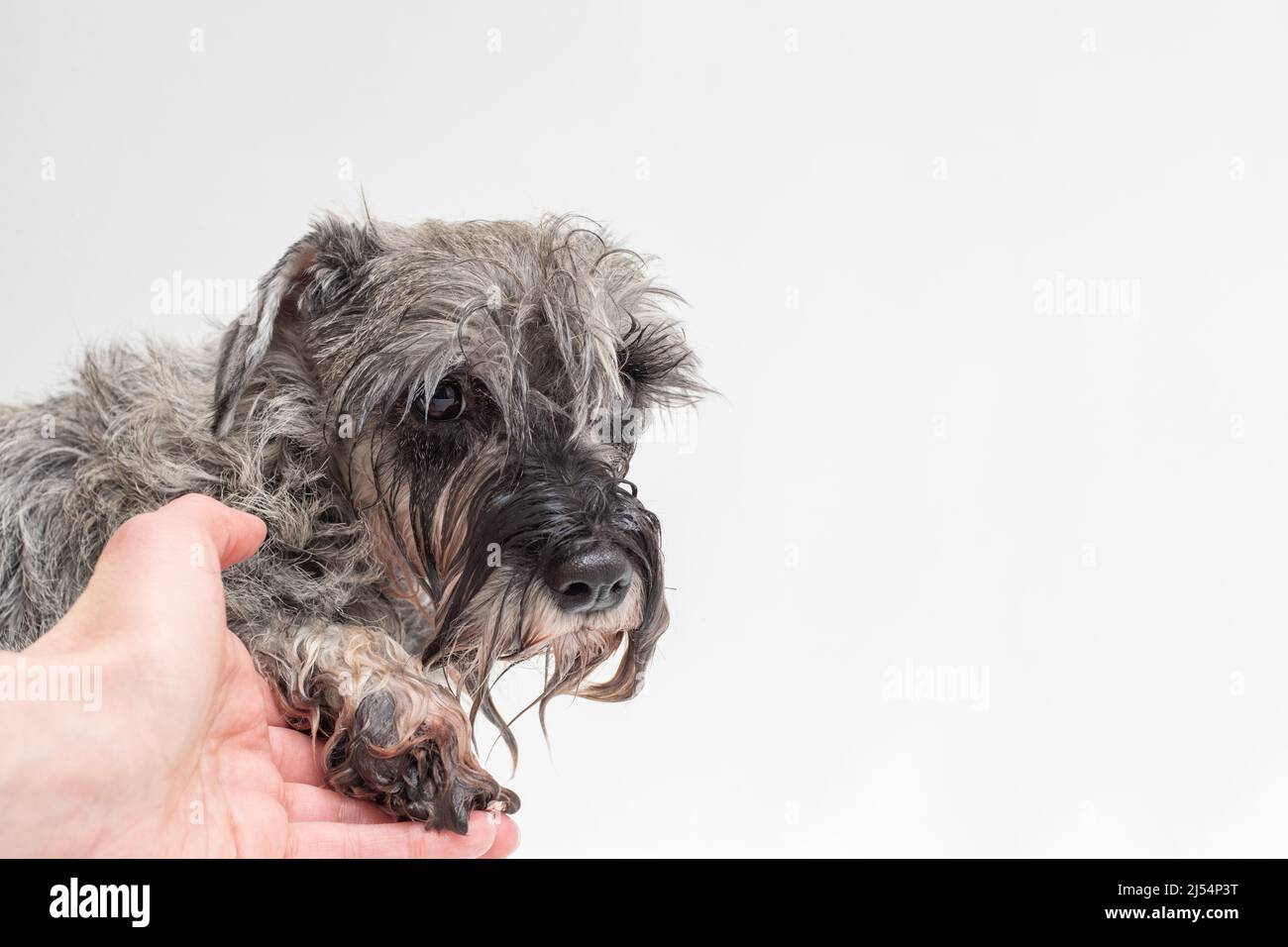 Mano che tiene la zampa di un cane triste bagnato. Al cane non piace nuotare. Cura degli animali. Igiene del cane. Cani da bagno. Foto Stock