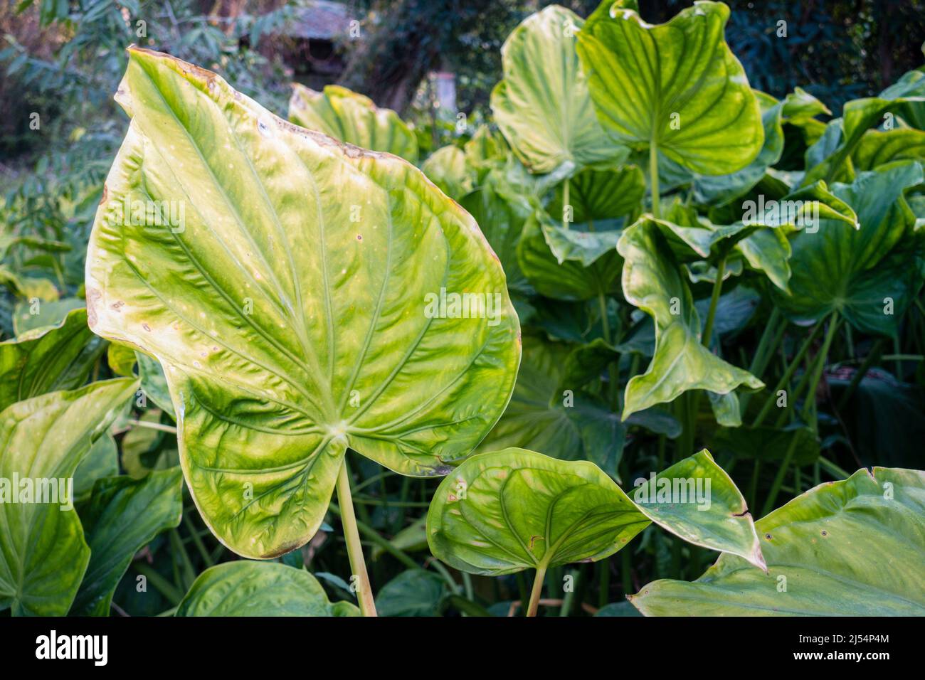 Taro gigante, Alocasia macrorhizos è una specie di pianta fiorente della famiglia arum. Foto Stock