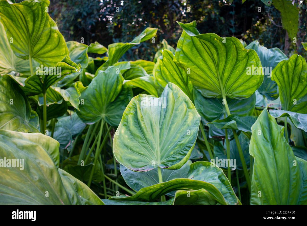 Taro gigante, Alocasia macrorhizos è una specie di pianta fiorente della famiglia arum. Foto Stock