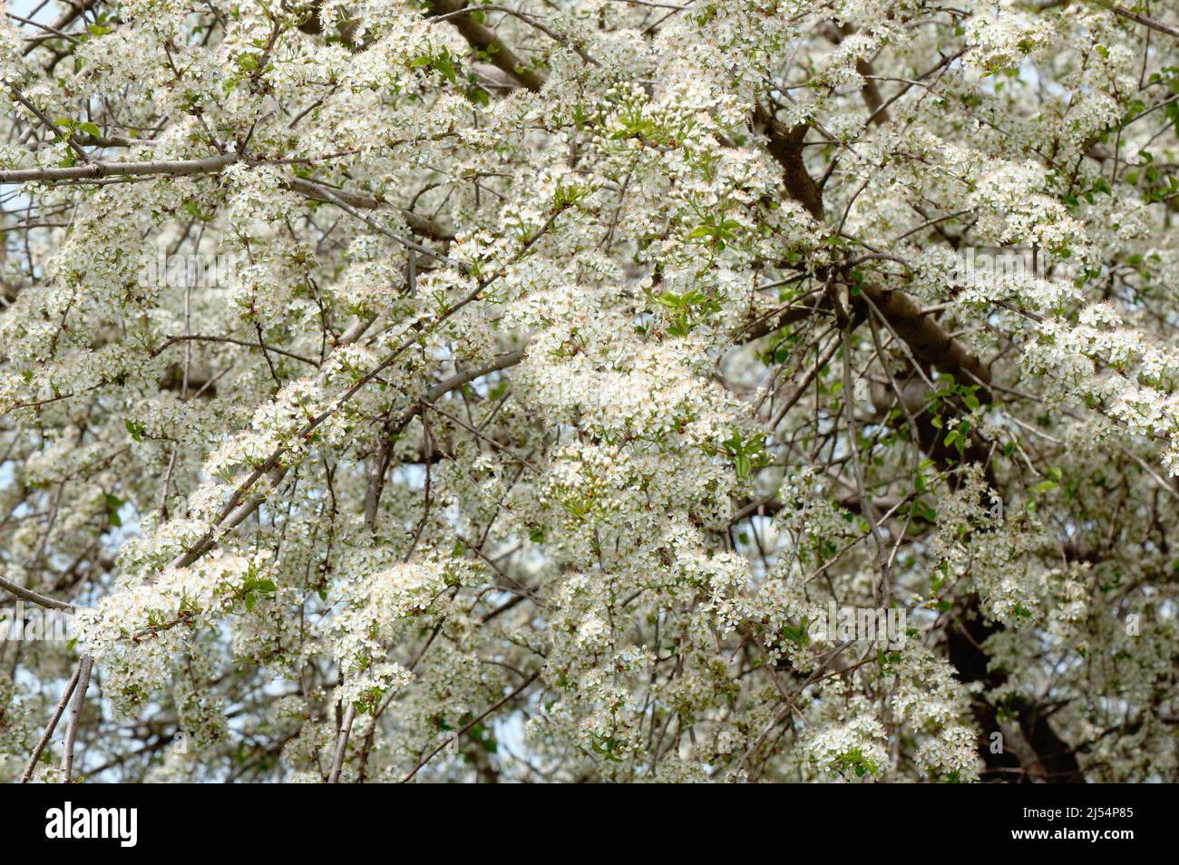 Rami pieni di fiori di mela in un giorno di primavera, Inghilterra Foto Stock