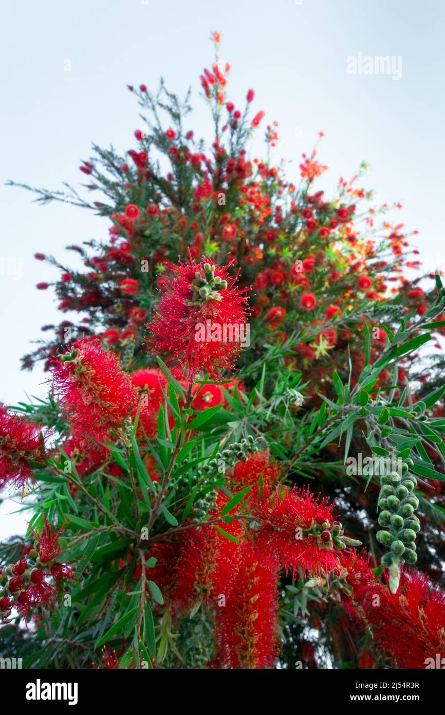 Crimson bottlebrush (Callistemon citrinus) il comune bottlebrush rosso, cremisi bottlebrush, o limone bottlebrush, è una pianta della famiglia Myrt mirto Foto Stock