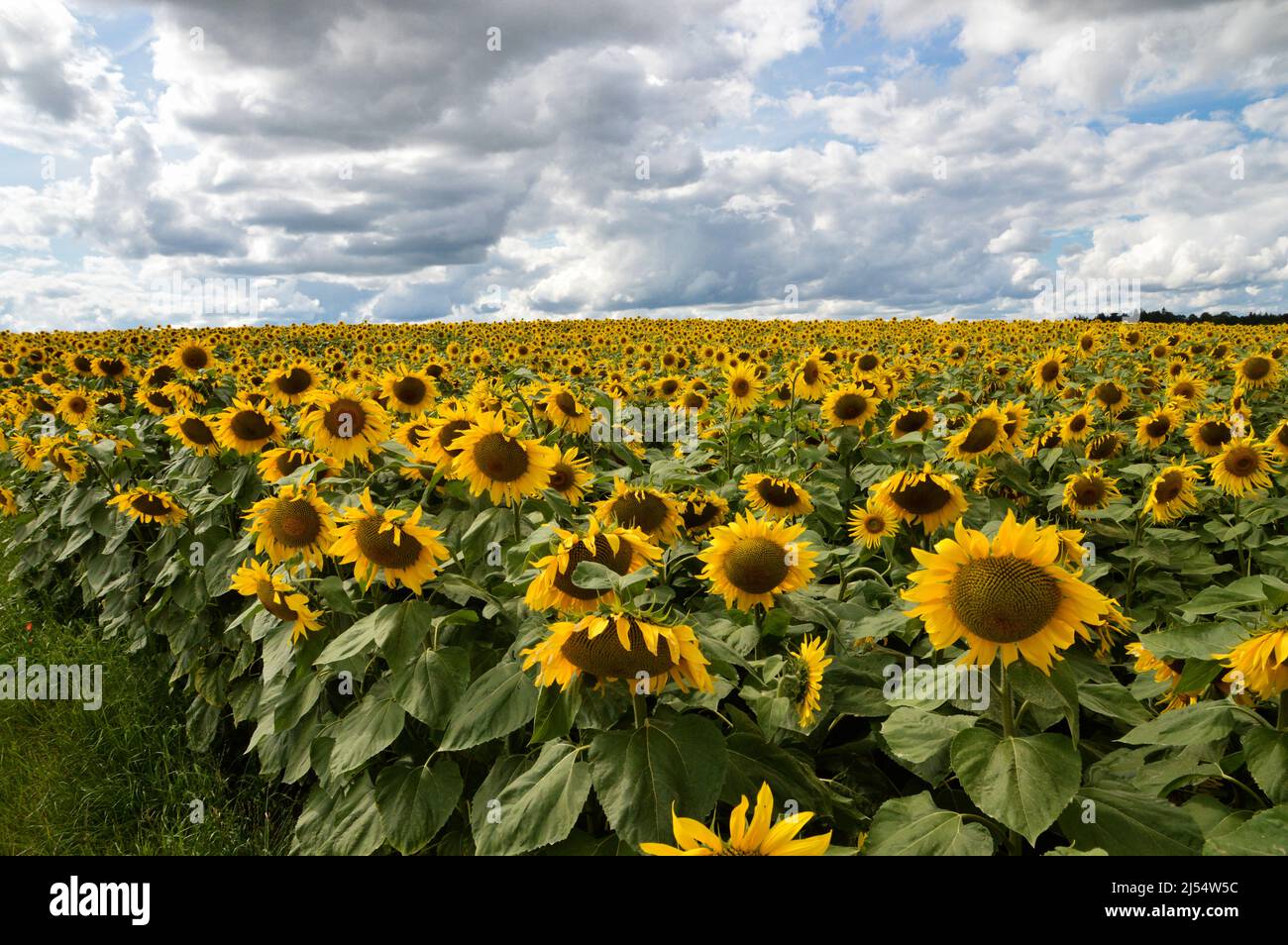 Un bel campo di girasole per fare olio di girasole o biocarburante. Foto Stock