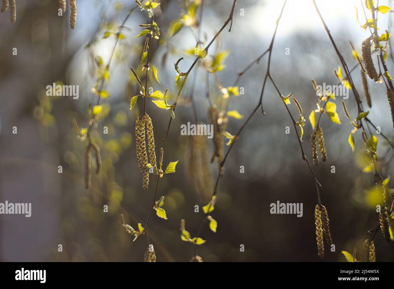 Ramo di catkins di betulla, lenti d'epoca e bokeh Foto Stock