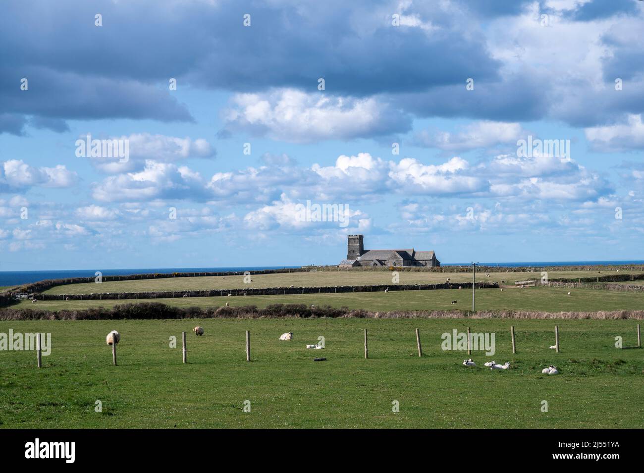 Veduta dell'antica Chiesa di San Materiana, Tintagel, Cornovaglia; costruita nel XI secolo. Sul South West Coast Path; con agnelli primaverili. Foto Stock