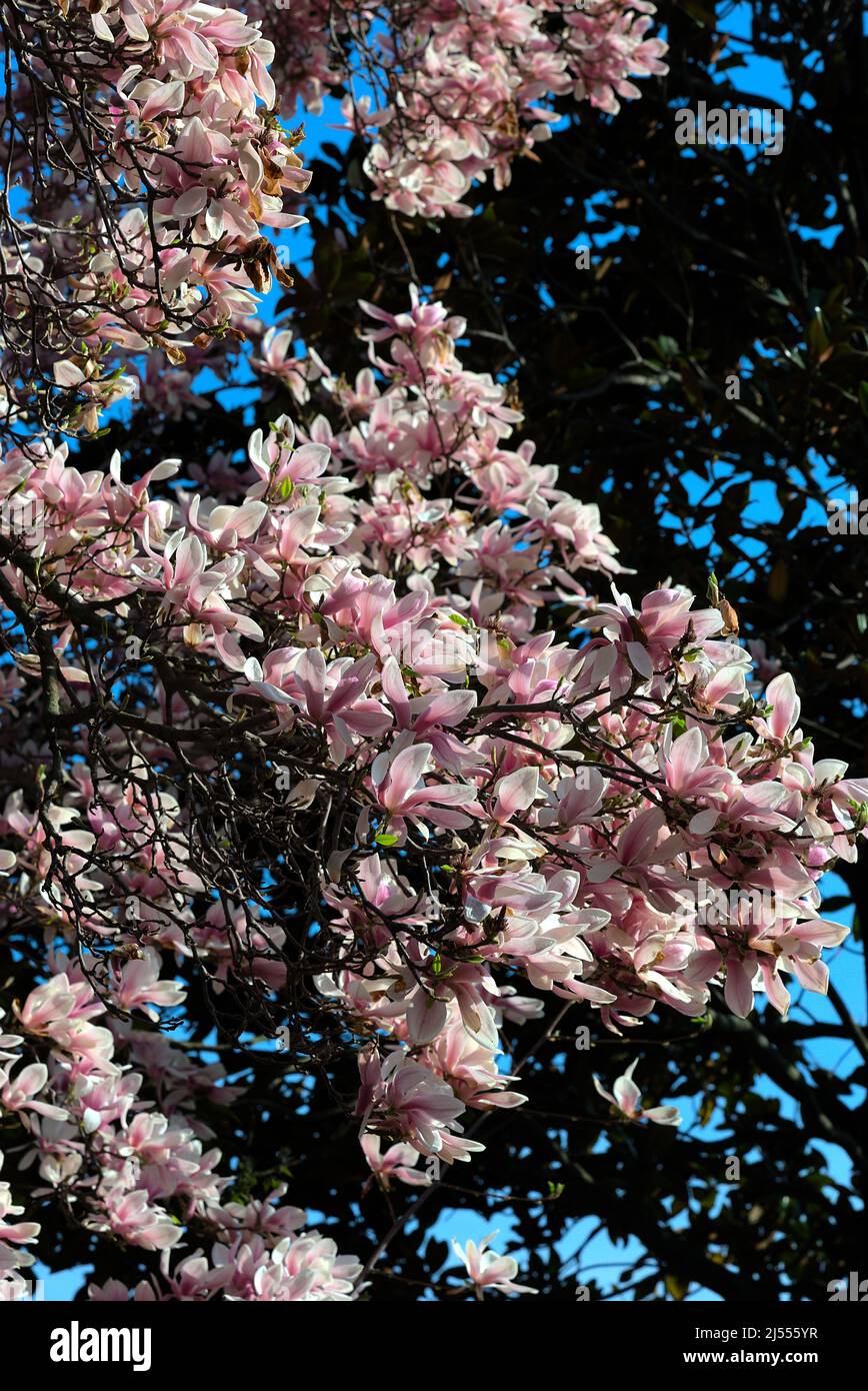 primo piano rosa e bianco magnolia fiori sull'albero Foto Stock