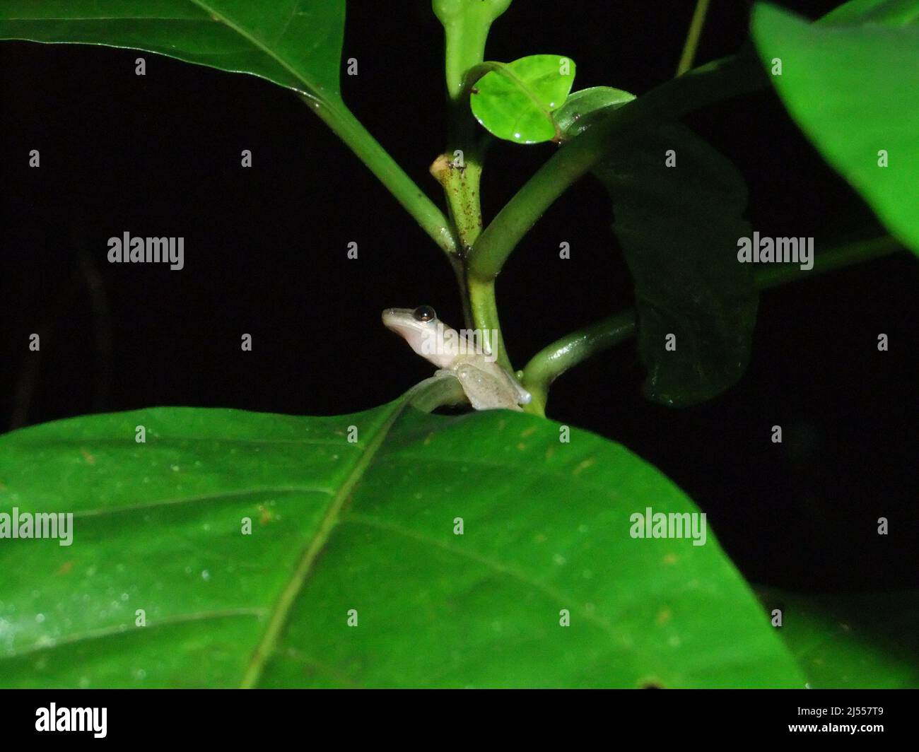 Rana messicana comune (Smilisca baudinii) isolato su una foglia tropicale verde Foto Stock