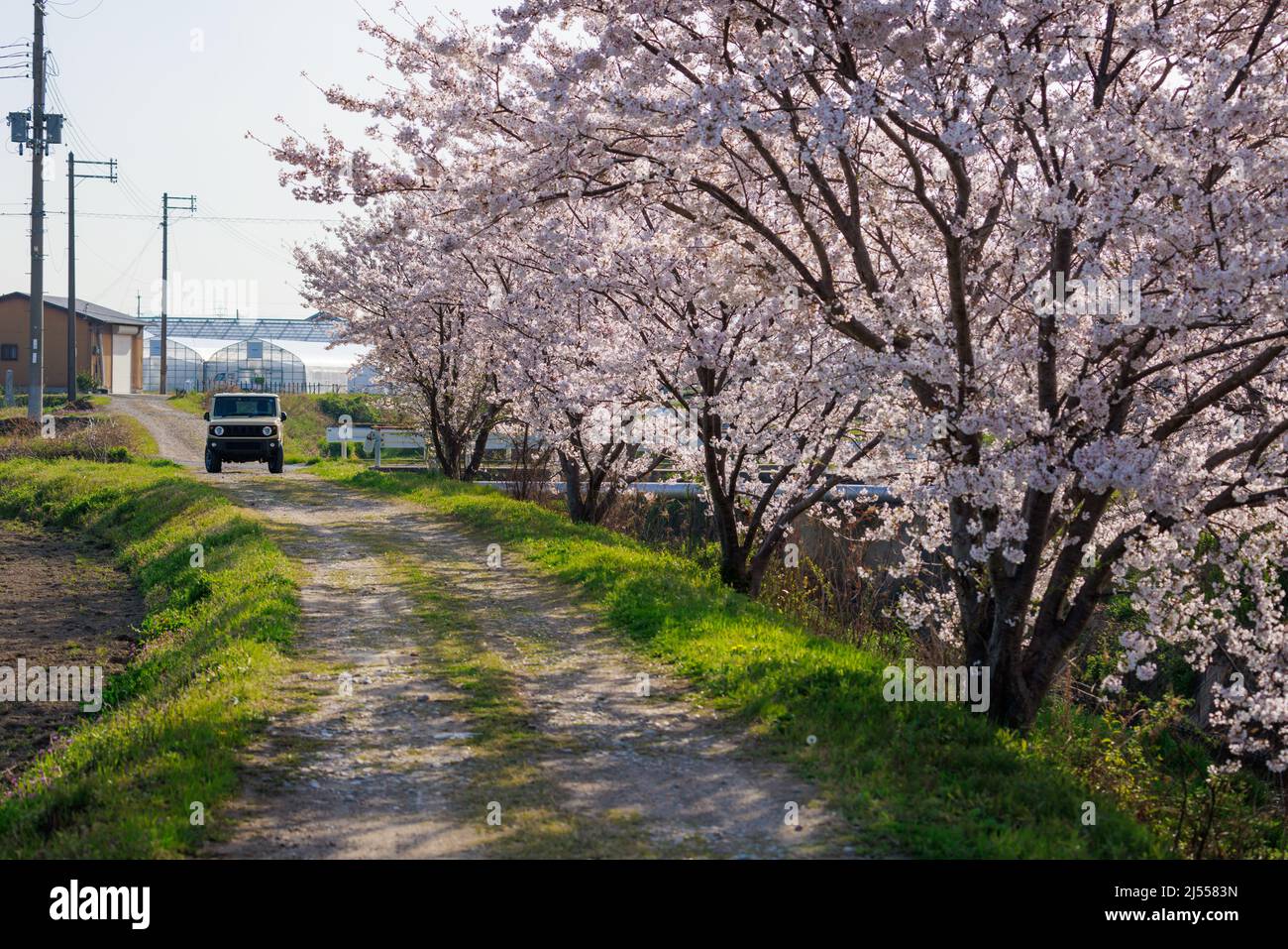 Veicolo alla fine della strada sterrata campagna fiancheggiata da alberi di ciliegio in piena fioritura Foto Stock