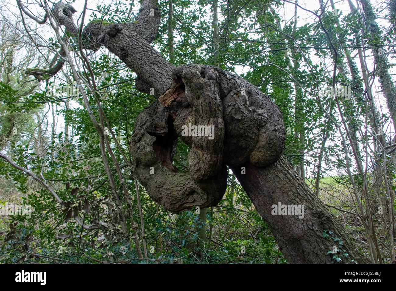 Tronco di albero annodato e gnarled in bosco Foto Stock