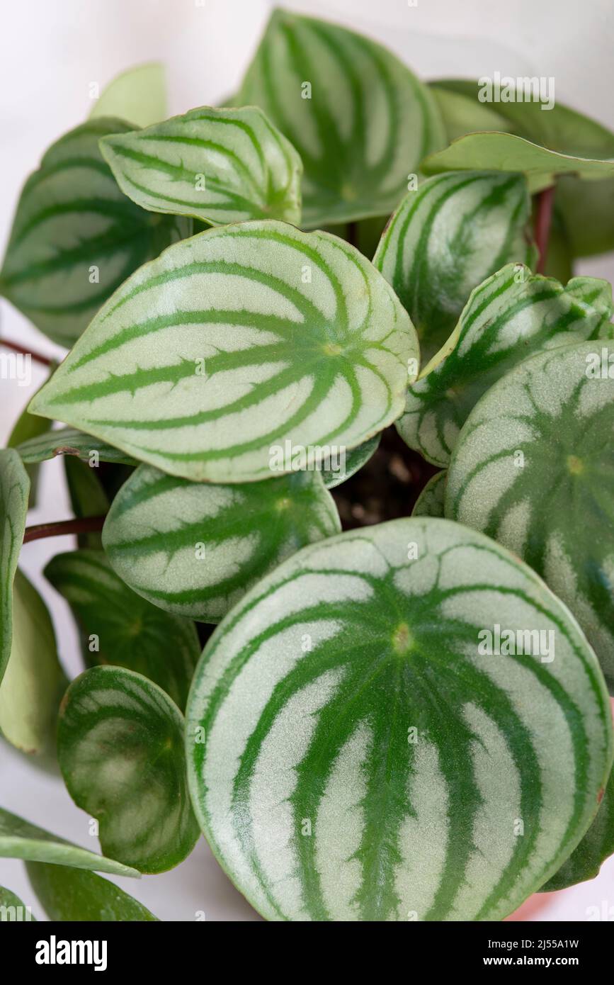 Cocomero foglie di Peperomia, Peperomia Argyreia Foto Stock