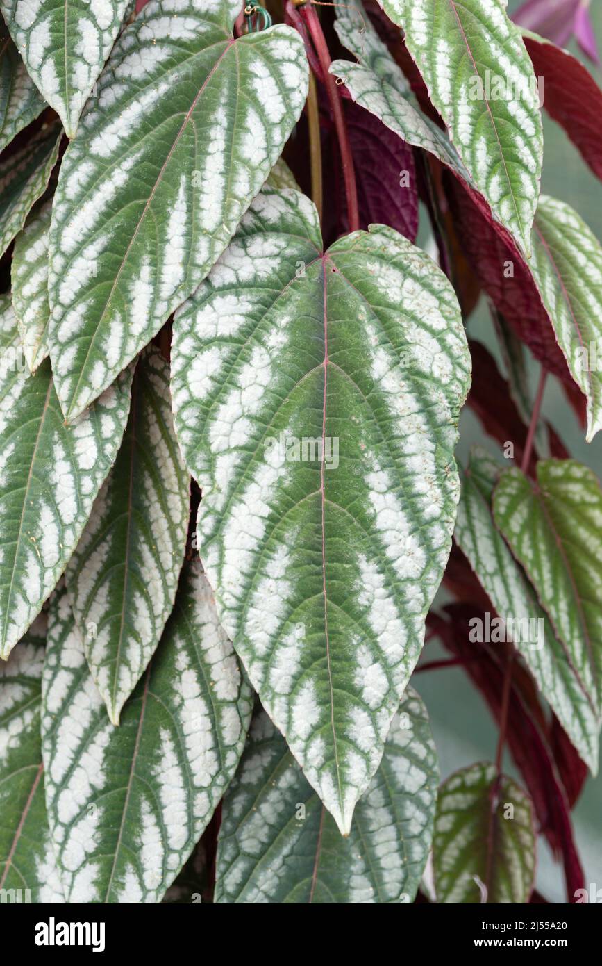 Foglie di scolorimento di Cissus, Rex Begonia Vine Foto Stock