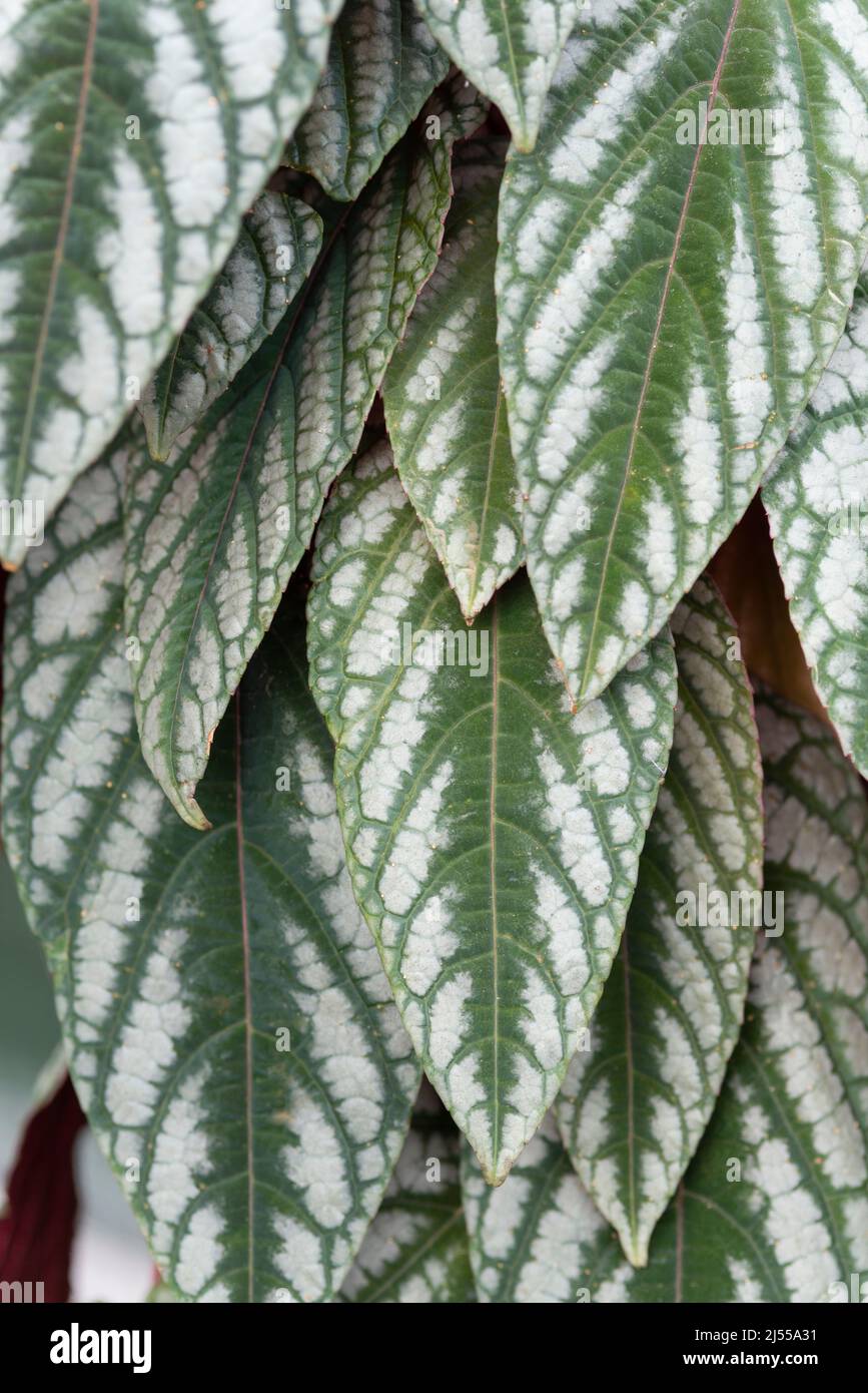 Foglie di scolorimento di Cissus, Rex Begonia Vine Foto Stock