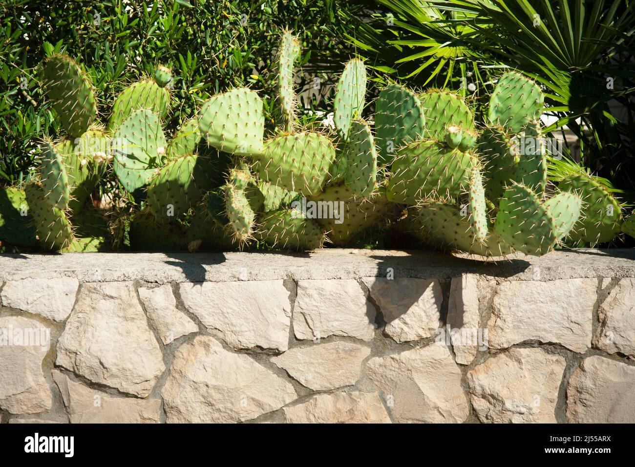 grandi piante di cactus seminate in un gruppo in natura. Foto Stock grandi piante di cactus seminate in un gruppo in natura. Foto Stock