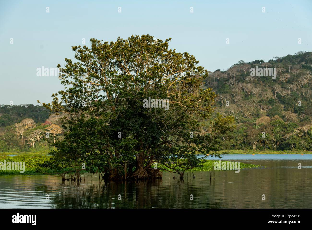 Foresta pluviale tropicale al lago Gatun, canale di Panama, Panama, America Centrale Foto Stock