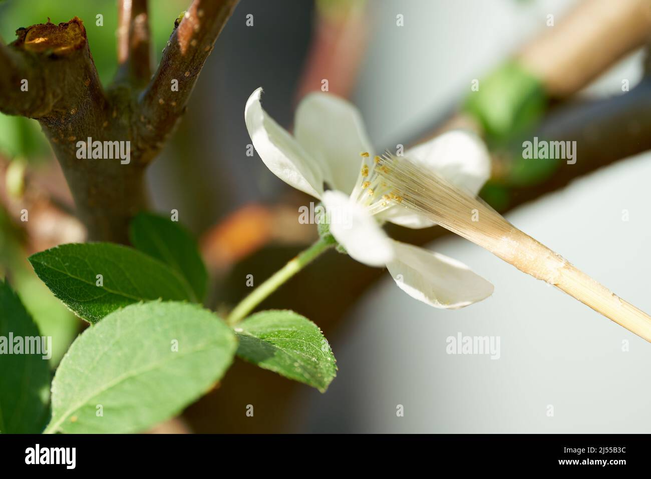 Impollinazione artificiale del fiore di bonsai di mela con un pennello Foto Stock