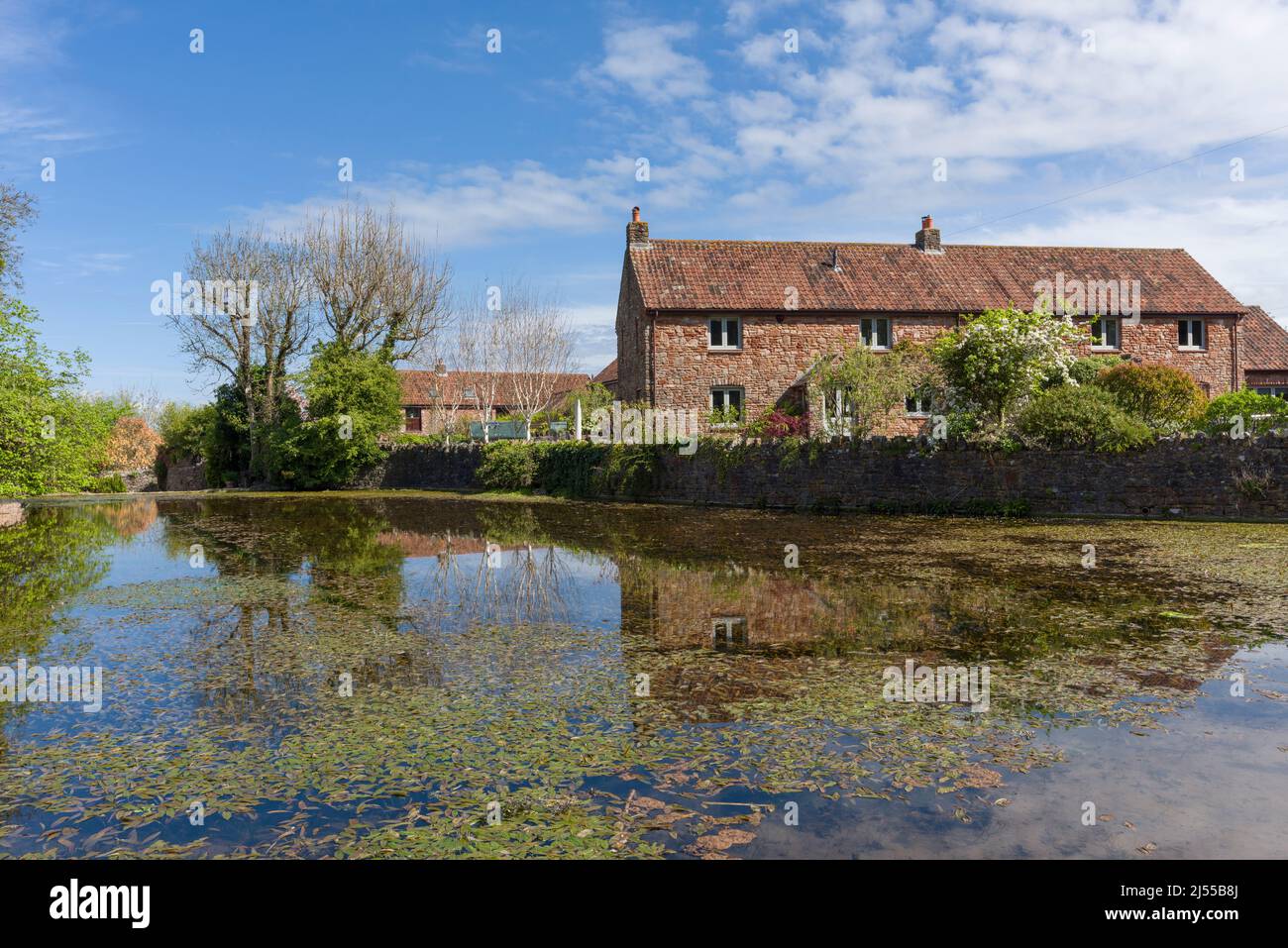 Lo stagno di anatre del villaggio a Compton Martin nel Mendip Hills National Landscape, Somerset, Inghilterra. Foto Stock