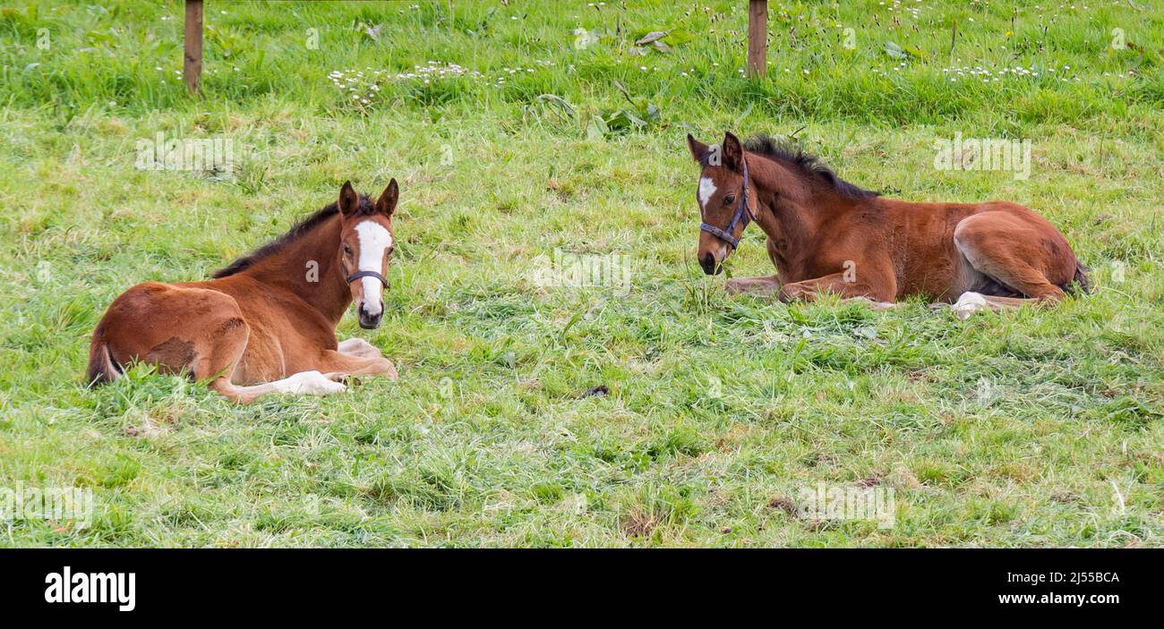 Due foals Equus caballus stesi in un paddock Foto Stock