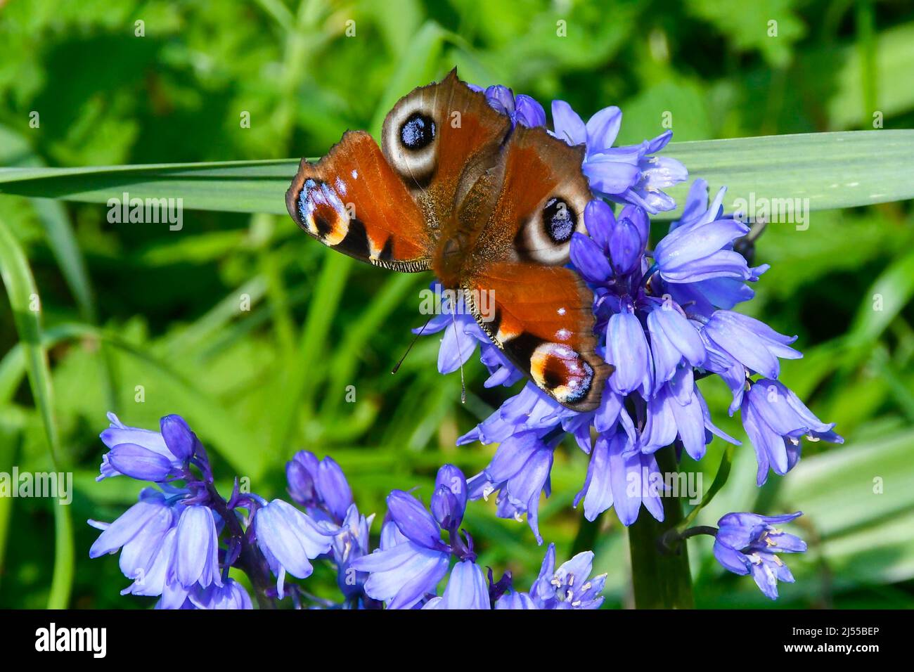 Uploders, Dorset, Regno Unito. 20th aprile 2022. Meteo Regno Unito. Una farfalla di pavone, Aglais io, raccolta nettare da bluebells a Uploders in Dorset in una calda giornata di sole. Picture Credit: Graham Hunt/Alamy Live News Foto Stock