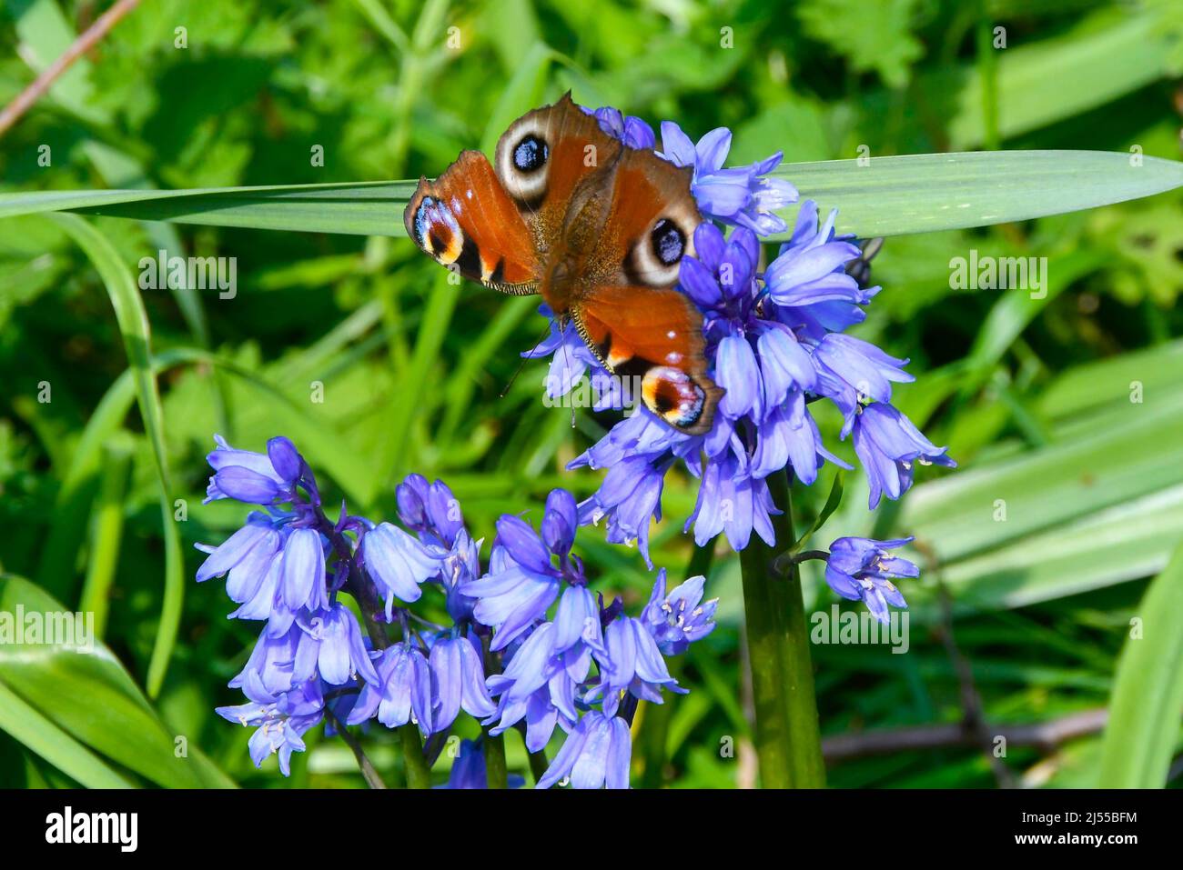Uploders, Dorset, Regno Unito. 20th aprile 2022. Meteo Regno Unito. Una farfalla di pavone, Aglais io, raccolta nettare da bluebells a Uploders in Dorset in una calda giornata di sole. Picture Credit: Graham Hunt/Alamy Live News Foto Stock