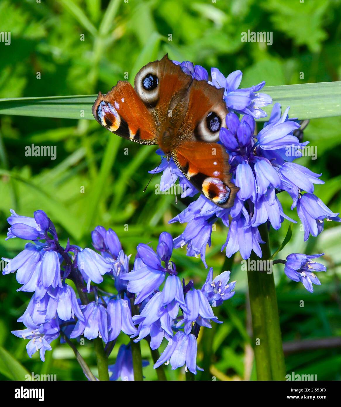 Uploders, Dorset, Regno Unito. 20th aprile 2022. Meteo Regno Unito. Una farfalla di pavone, Aglais io, raccolta nettare da bluebells a Uploders in Dorset in una calda giornata di sole. Picture Credit: Graham Hunt/Alamy Live News Foto Stock