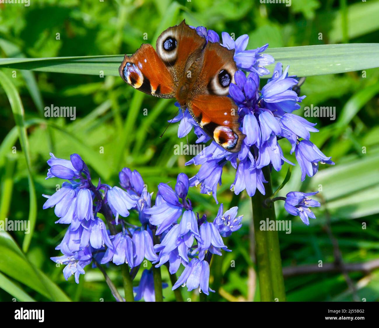 Uploders, Dorset, Regno Unito. 20th aprile 2022. Meteo Regno Unito. Una farfalla di pavone, Aglais io, raccolta nettare da bluebells a Uploders in Dorset in una calda giornata di sole. Picture Credit: Graham Hunt/Alamy Live News Foto Stock