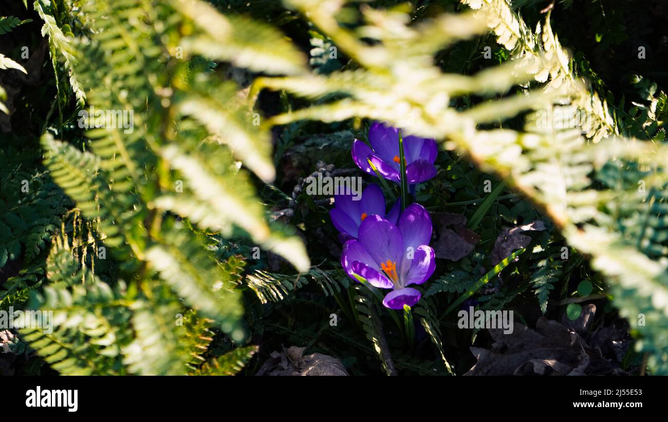 croci viola colorati nella foresta Foto Stock