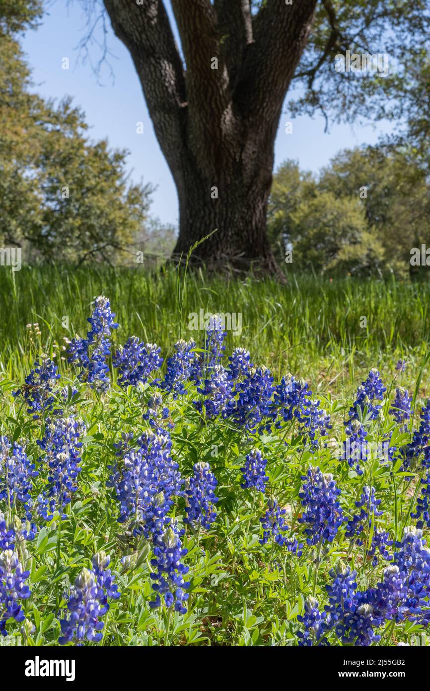 I Bluebonnet crescono alla base di un albero. Foto Stock