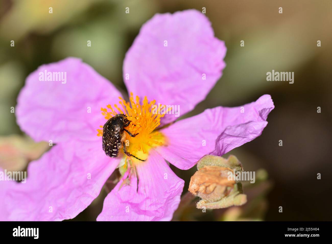Insecto en una flor de una planta de jara, cistus, en primavera Foto Stock