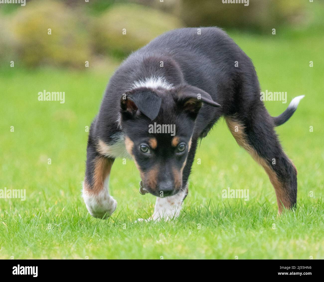 Confine Collie giocando nel suo giardino Foto Stock