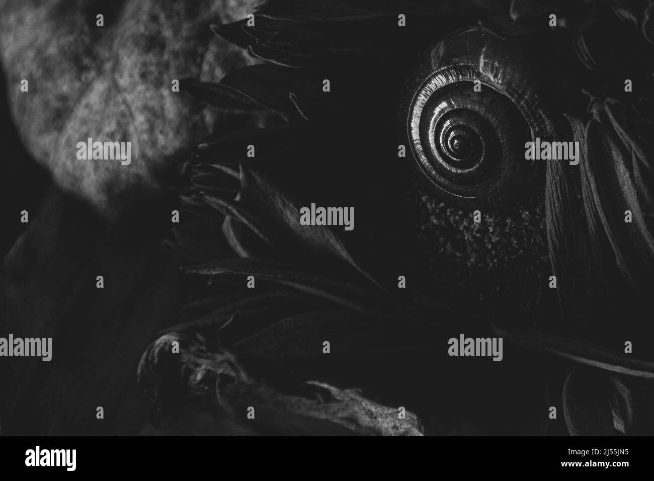 Astratto macro foglia natura Foto Stock