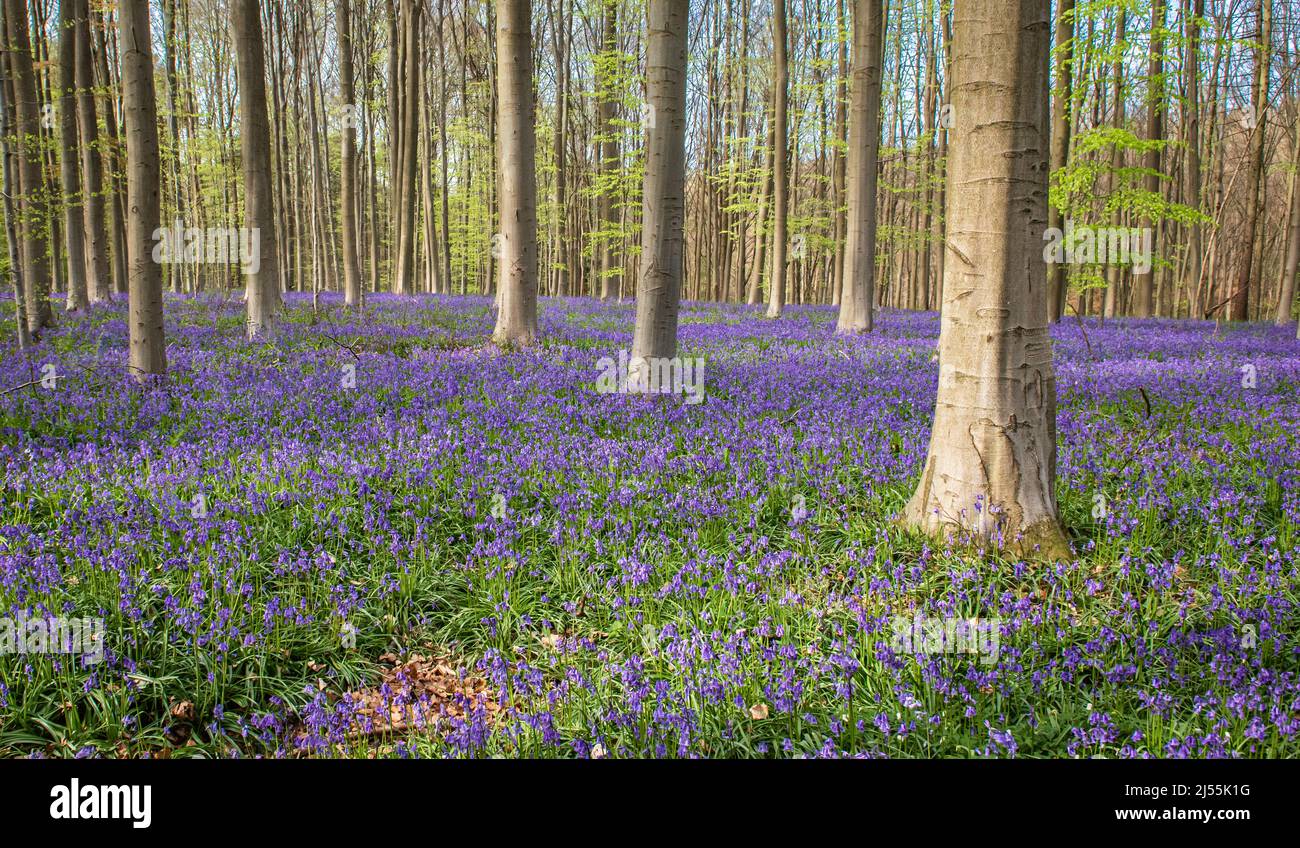 Bluebells in fiore nella foresta nel mese di aprile. Foto Stock