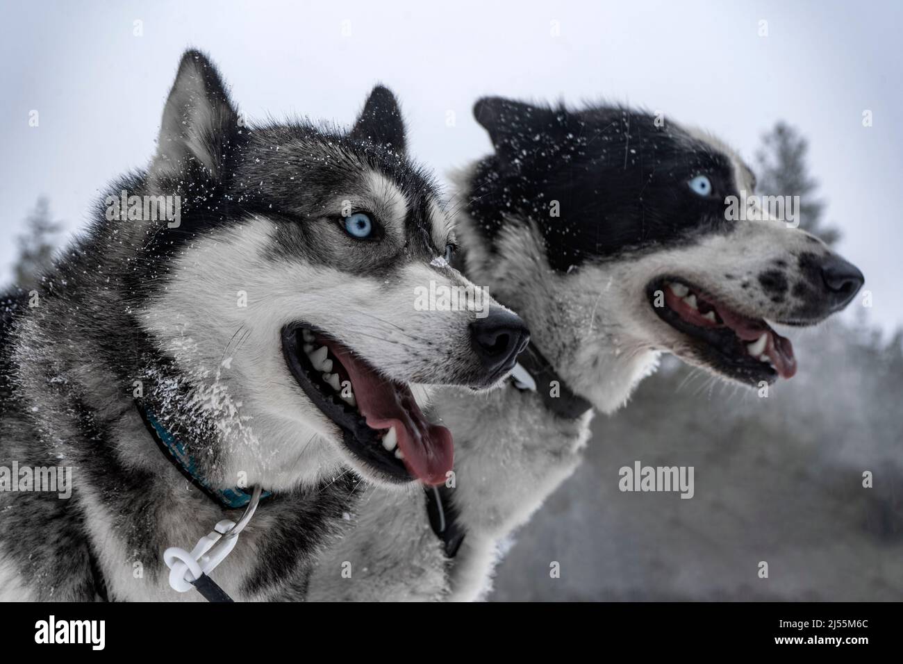 Ritratto di un paio di Husky su sfondo nevoso Foto Stock