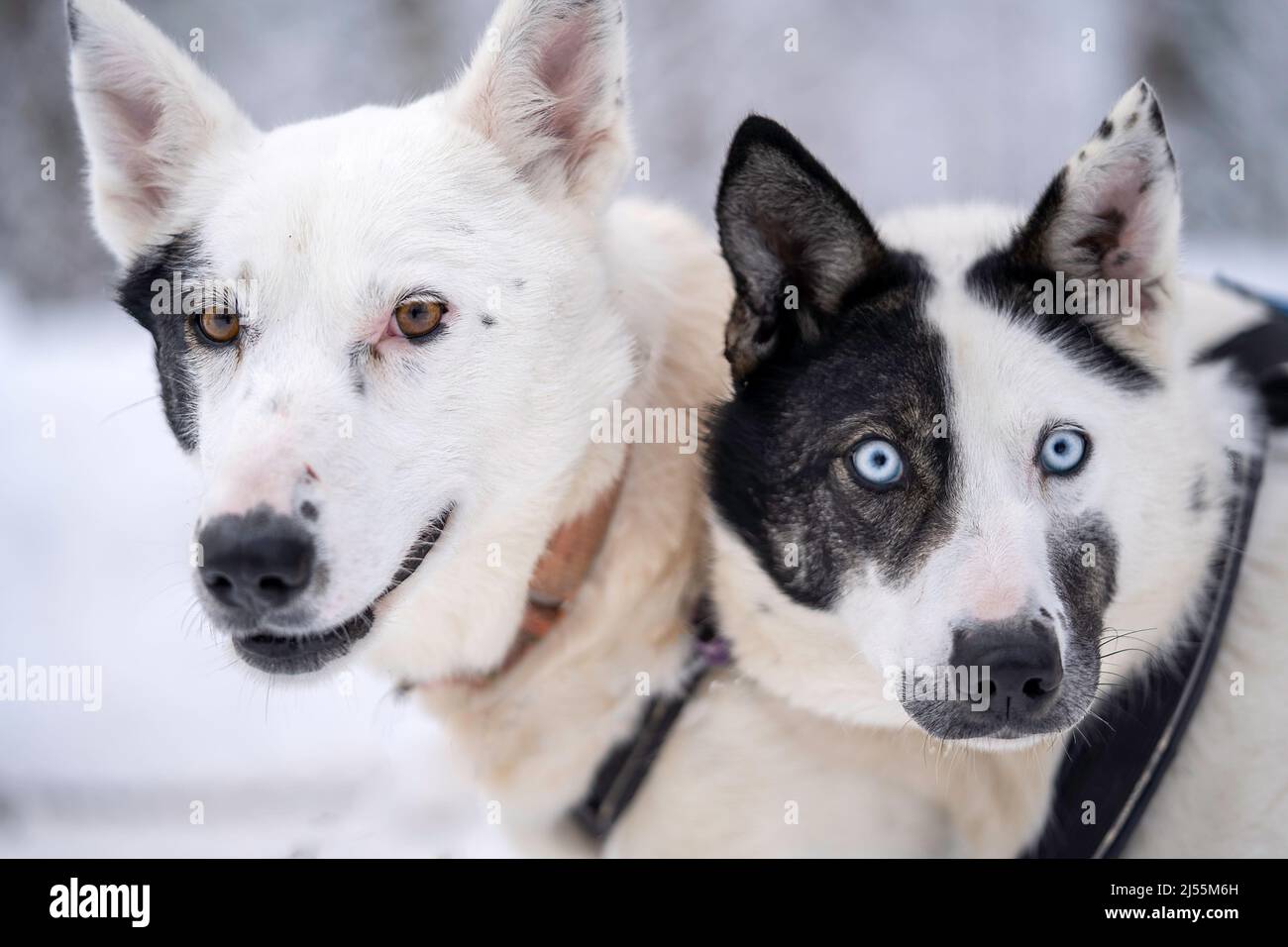 Ritratto di un paio di cani con i loro volti in macchie di bianco e nero. Foto Stock