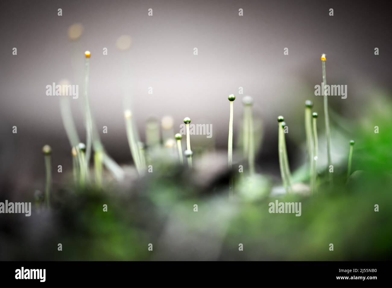 Primo piano vista natura di verde muschio semenzale. CopySpace fare uso come piante verdi naturali e sfondo ecologia. Sfondo della natura. Fotografia macro Foto Stock