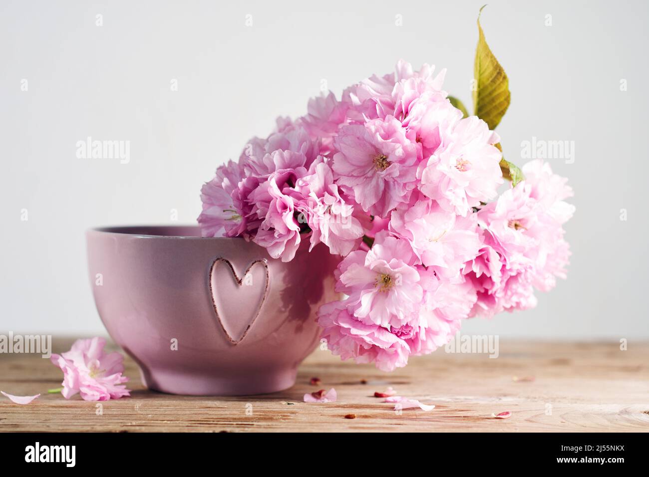 I ciliegi giapponesi sbocciano in una ciotola rosa con un cuore. Foto Stock