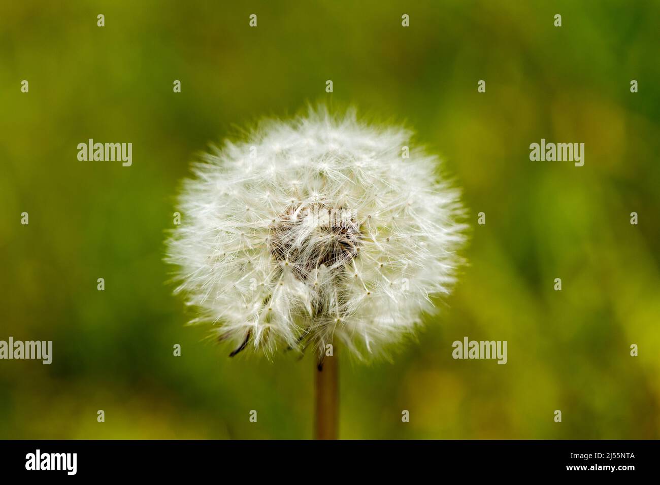 Taraxacum officinale, chioseup testa di semi di dente di leone, Regno Unito Foto Stock