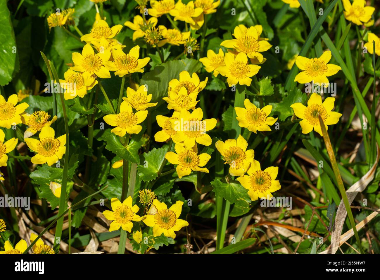 Caltha palustris, Marsh Marigold, Kingcup fiori che crescono accanto ad un lago, Longham Lakes in Dorset, Inghilterra Foto Stock