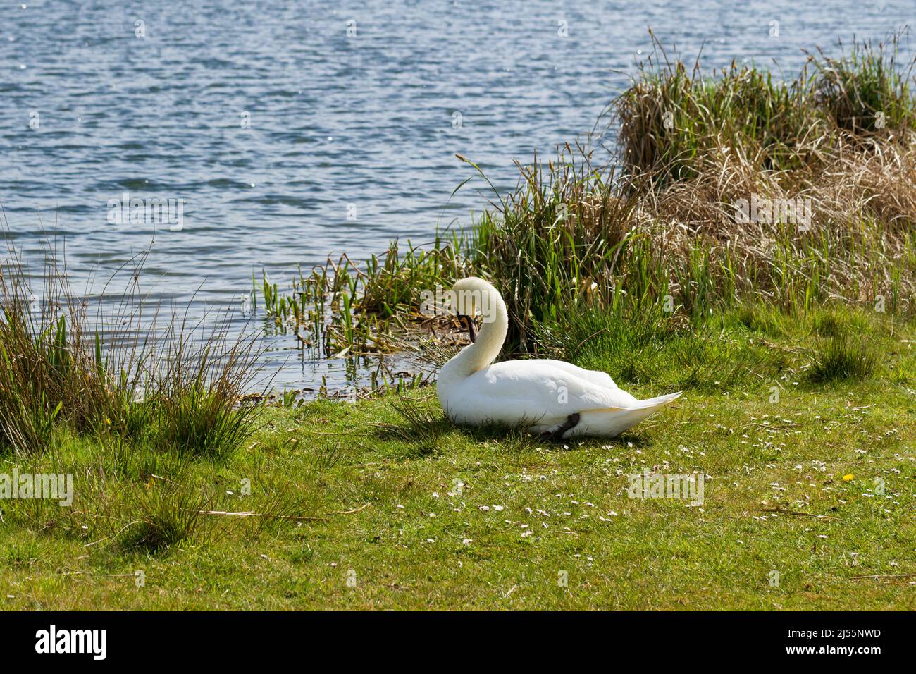 Cygnus olor, cigno muto bianco accanto ad un lago nel Dorset, Inghilterra, Regno Unito Foto Stock