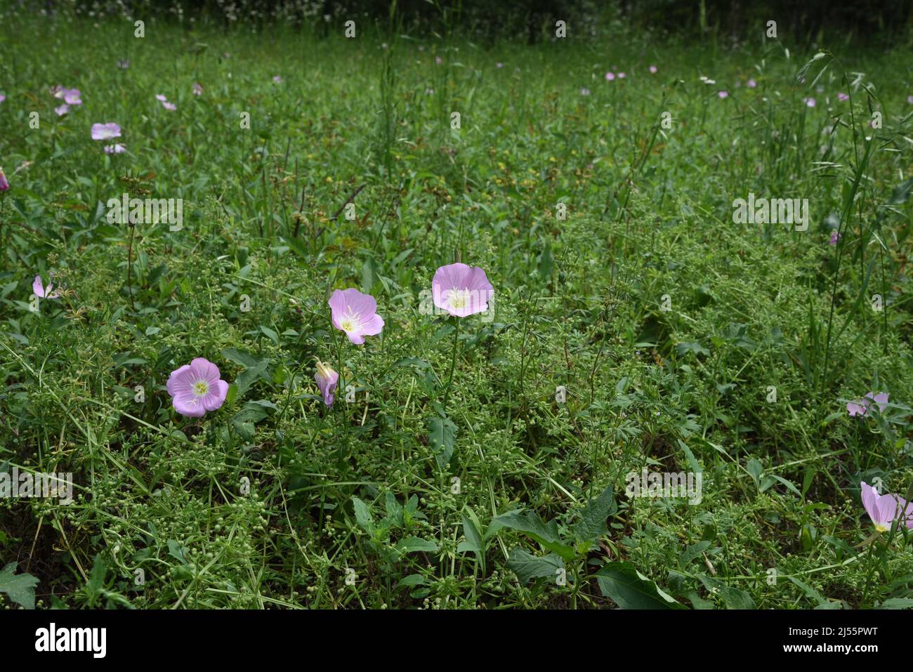 Rosa di enagra fiorisce Foto Stock