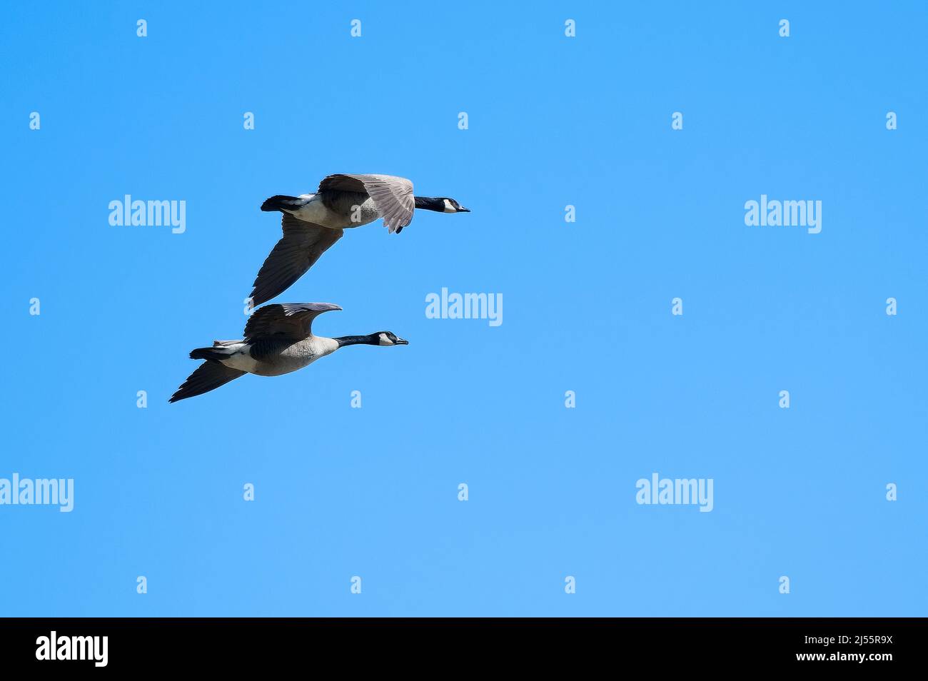 Due oche canadesi volano contro il cielo azzurro al G. V. 'Sonny' Montgomery Lock e Dam in Mississippi Foto Stock