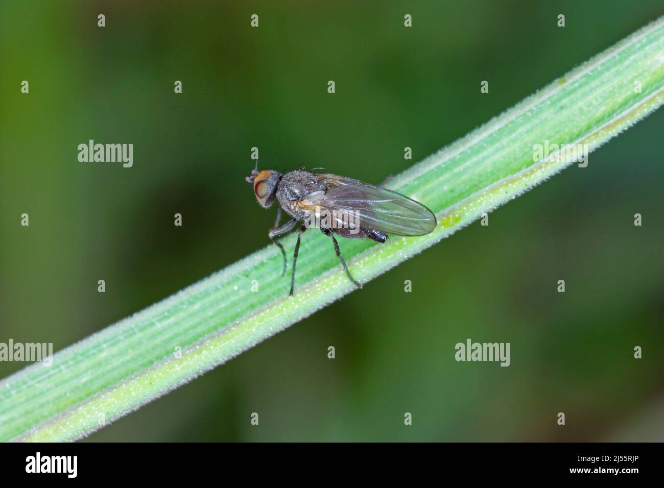 Il minatore di foglie è una specie di insetto della famiglia Agromyzidae. E 'infestato di molti raccolti. Insetti su cereali. Foto Stock