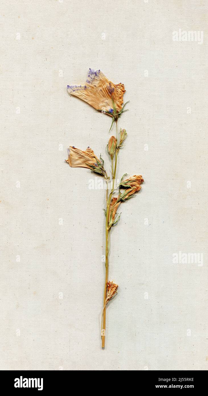 Fiore di prato pressato ed essiccato primo piano su tessuto di tela. Immagine acquisita. Erbario d'epoca. Vista dall'alto, disposizione piatta Foto Stock