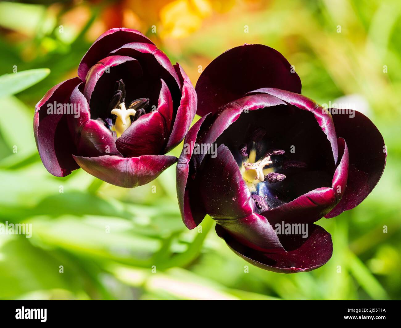 Vista dall'alto verso il basso sui petali aperti del tulipano dai fiori scuri "Queen of the Night" Foto Stock