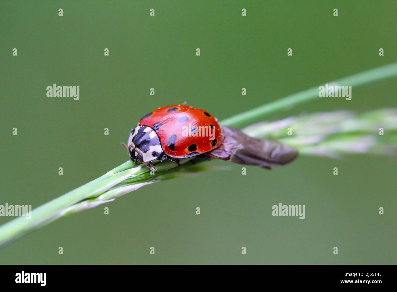 Ladybird con occhi (Anatis ocellata). Ladybug seduto sulla pianta. Eyed ladybug. Anatis ocellata. Foto Stock