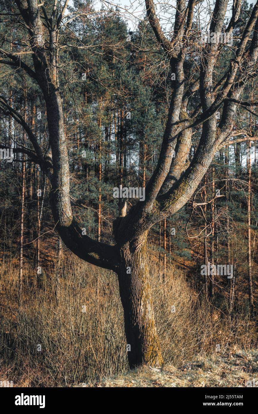 Albero solitario al mattino Foto Stock