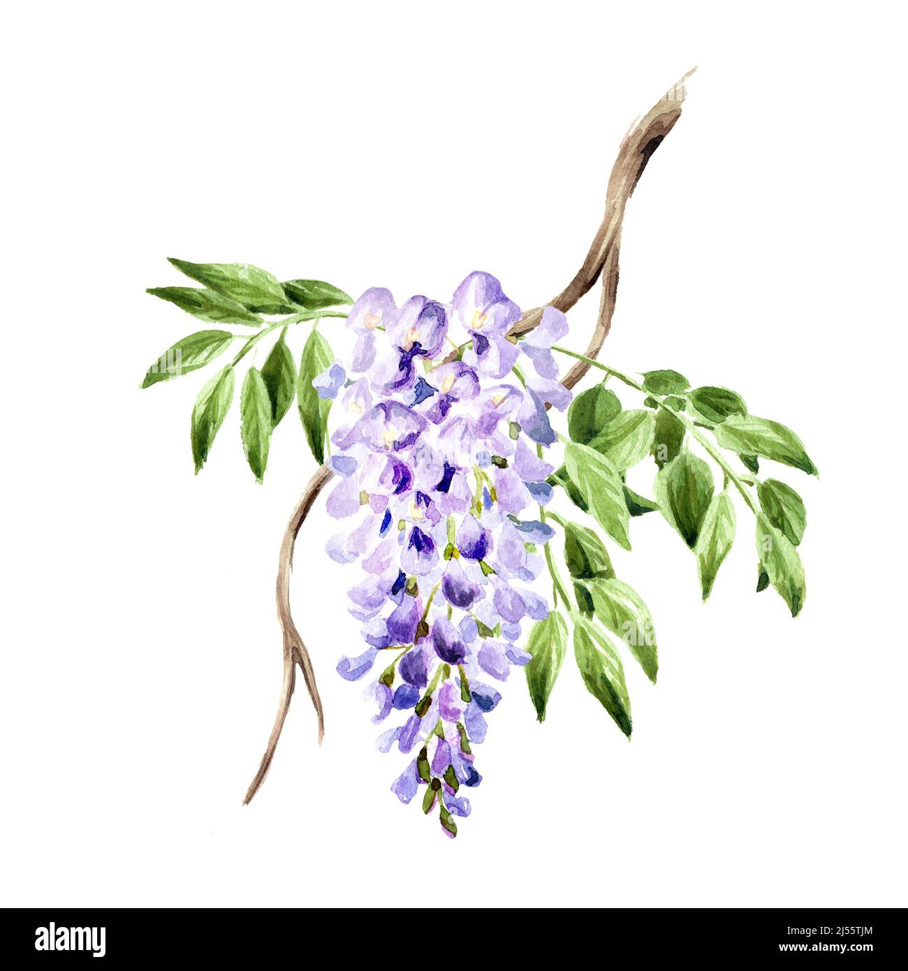 Wisteria fiore ramo. Illustrazione di acquerello disegnata a mano isolata su sfondo bianco Foto Stock